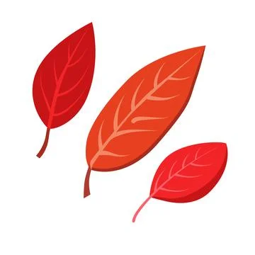 Vector autumn red and orange dry rowan leaves. Flat illustration with brown.. Stock Illustration
