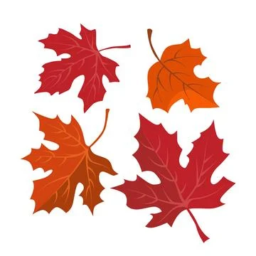 Vector autumn red and orange dry maple leaves. Flat illustration with brown.. Stock Illustration