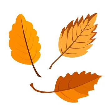Vector autumn yellow and orange dry alder leaves. Clipart is on white backgro Stock Illustration