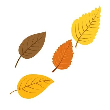 Vector autumn yellow and orange dry alder leaves. Clipart is on white backgro Stock Illustration