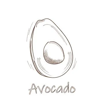 Vector Avocado hand drawn illustration. Sketch tropical summer fruit, isolate Stock Illustration