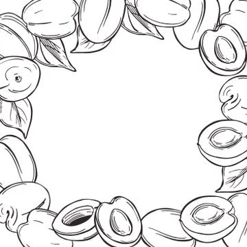 Vector background with apricots. Stock Illustration