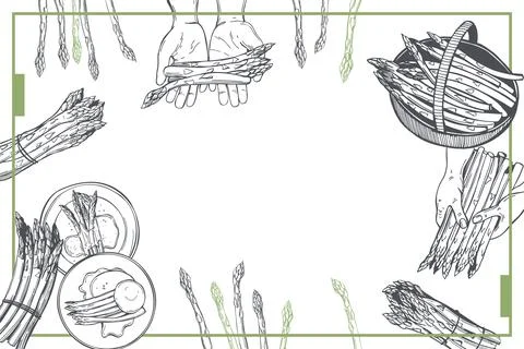Vector background with asparagus. Stock Illustration