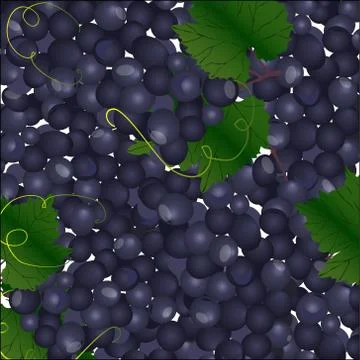 Vector background of blue bunches of grapes Stock Illustration