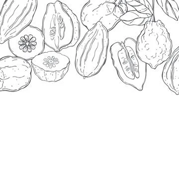 Vector background with citron Stock Illustration