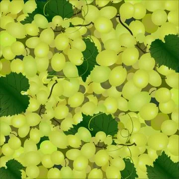 Vector background of a cluster of green grapes Stock Illustration