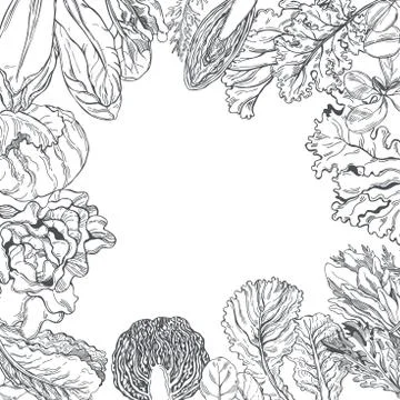 Vector background with different kinds of lettuce Stock Illustration