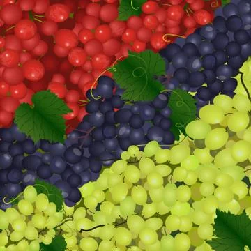Vector background of the different types of grapes Stock Illustration