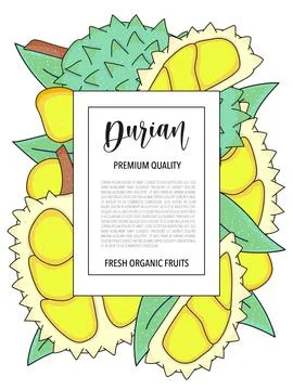 Vector background with durian, whole and pieces - Card design with fruits Illustrazione stock