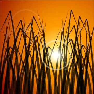 Vector background of field at sunset Stock Illustration