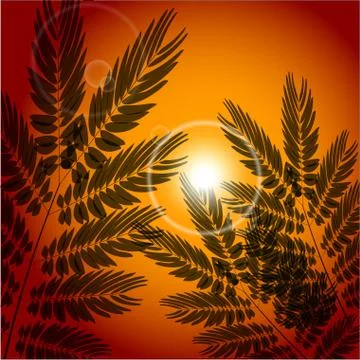 Vector background of field at sunset Stock Illustration