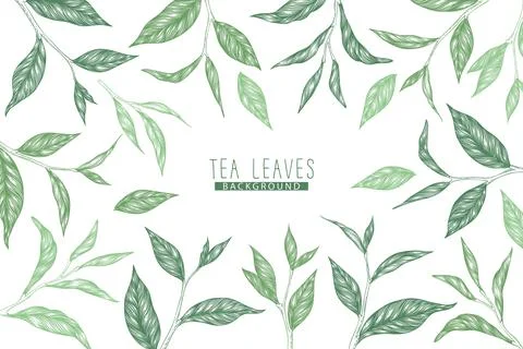 Vector background with green hand drawn tea leaves and branches isolated on w Stockillustratie