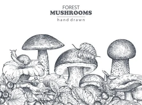 Vector background with hand drawn forest mushrooms Stock Illustration