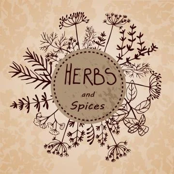 Vector background hand drawn herbs and spices. 스톡 일러스트