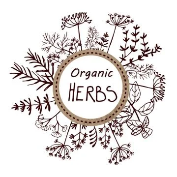 Vector background hand drawn herbs and spices. 스톡 일러스트