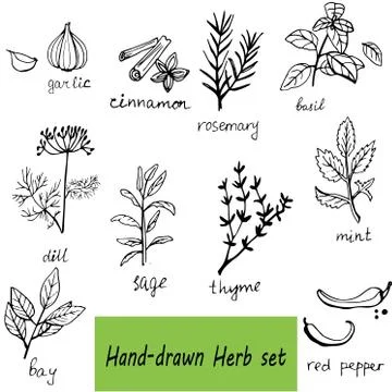 Vector background hand drawn herbs and spices set 스톡 일러스트