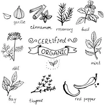 Vector background hand drawn herbs and spices set 스톡 일러스트