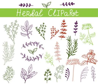 Vector background hand drawn herbs and spices set Stockillustratie