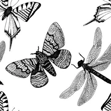 Vector background with hand drawn insect illustrations Stock Illustration