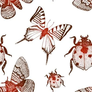 Vector background with hand drawn insect illustrations Stock Illustration