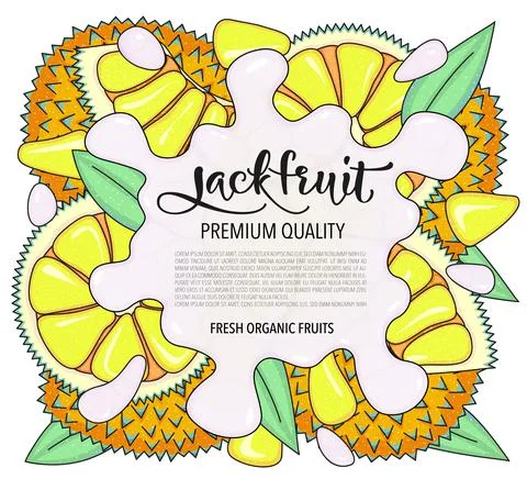 Vector background with jackfruit, whole and pieces - Splash of water or milk Stock Illustration