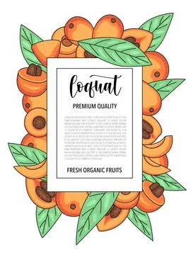 Vector background with loquat, whole and pieces - Card design with fruits Stock Illustration