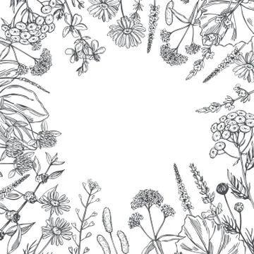 Vector background with medicinal herbs. Sketch  illustration. Stock Illustration