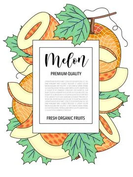 Vector background with melon, whole and pieces - Card design with fruits Illustrazione stock