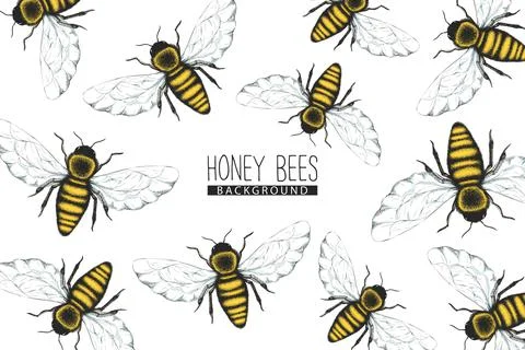 Vector background with pattern from colorful honey bees  isolated on white ba Stock Illustration