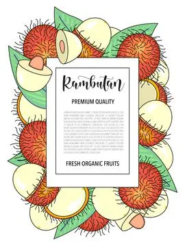 Vector background with Rambutan, whole and pieces. Vector stock illustration Stock Illustration