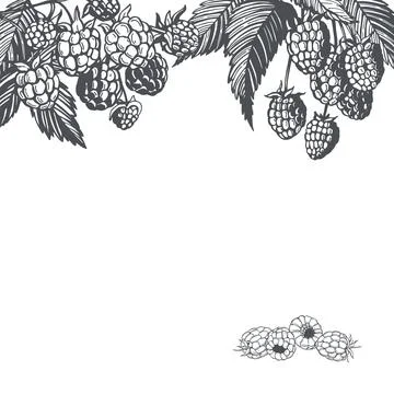 Vector  background with raspberry. イラスト素材