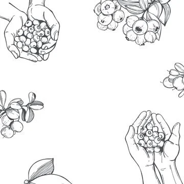 Vector  background with raspberry. イラスト素材
