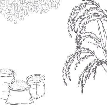 Vector  background with rice Stock Illustration