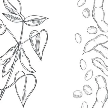 Vector background with  soybean plant. Stock Illustration