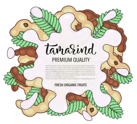 Vector background with tamarind, whole and pieces - Splash of water or milk Stock Illustration