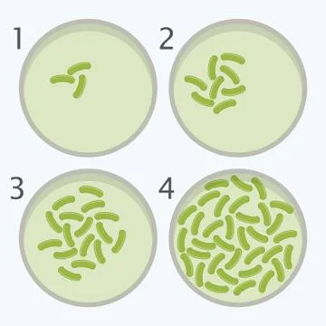 Vector bacteria growth stages. bacterium in petri dishes Stock Illustration
