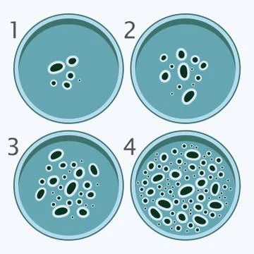 Vector bacteria growth stages. bacterium in petri dishes Stock Illustration