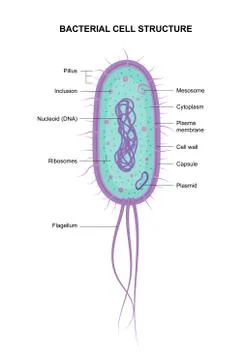 Vector bacterial cell anatomy isolated on white background. Stock Illustration