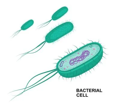 Vector bacterial cell anatomy isolated on white background. Stock Illustration