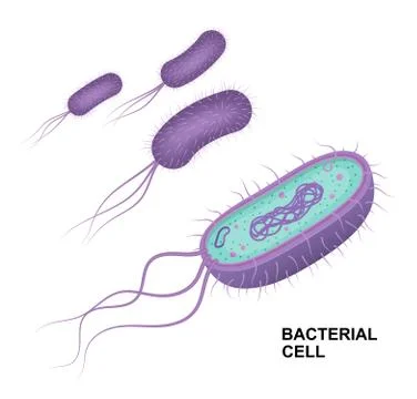 Vector bacterial cell anatomy isolated on white background. Stock Illustration