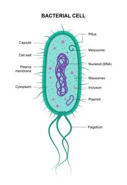 Vector bacterial cell anatomy isolated on white background Stock-Illustration