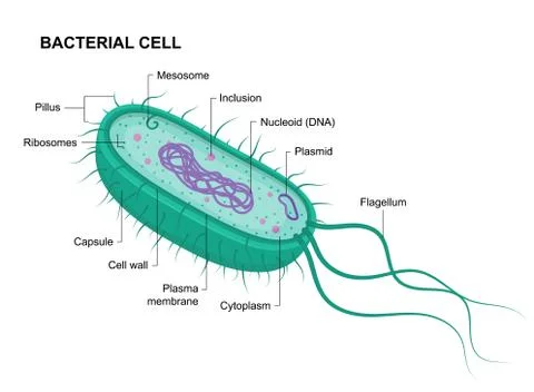 Vector bacterial cell anatomy isolated on white background. Stock Illustration
