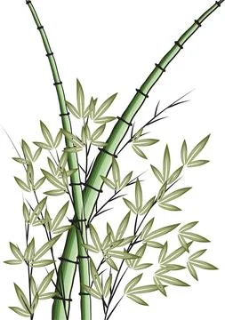 Vector bamboo illustration drawing Stock Illustration