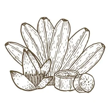 Vector banana branch with flower composition. Whole, slice Stock Illustration