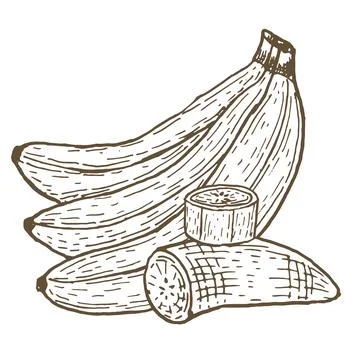 Vector banana branch, halves composition. Whole, slice イラスト素材