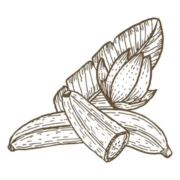 Vector banana composition. Stock Illustration