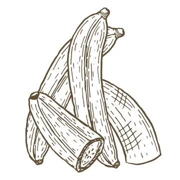 Vector banana composition. Whole, slice イラスト素材