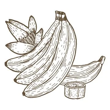 Vector banana with flower composition. Whole, slice Stock Illustration