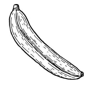 Vector of banana whole. Stock Illustration