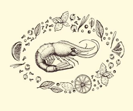 Vector banner with shrimp. Stock Illustration